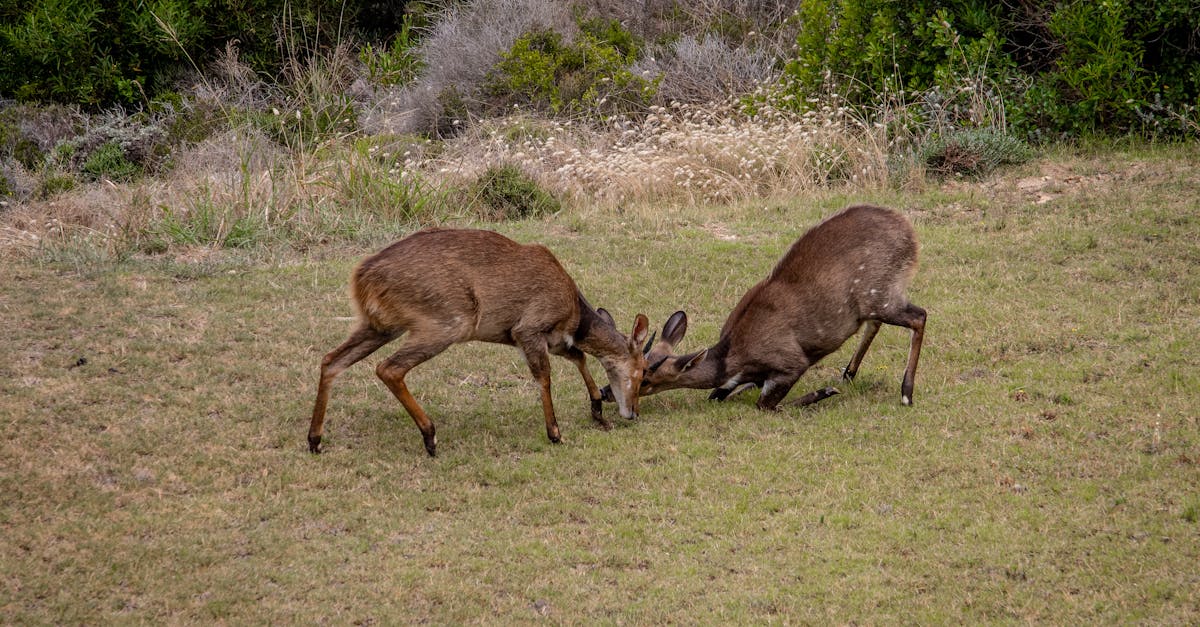 découvrez notre sélection des meilleurs concours de photographie pour mettre en avant vos talents artistiques. participez, exprimez votre créativité et tentez de gagner des prix exceptionnels tout en rejoignant une communauté passionnée.