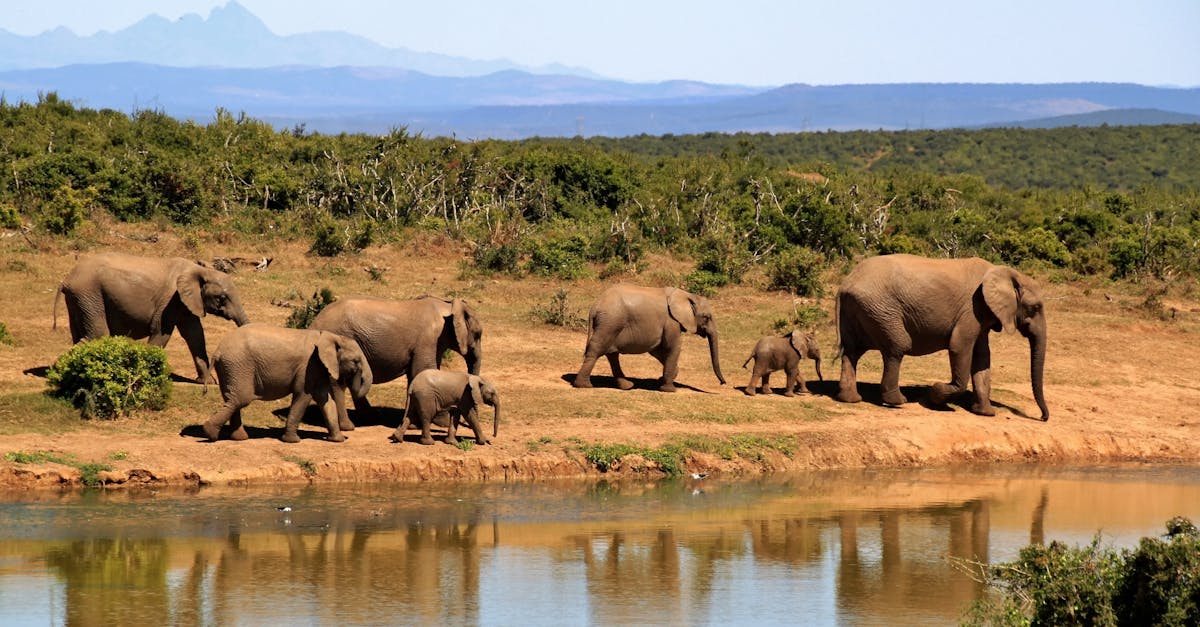 découvrez l'art de la photographie animalière, capturant la beauté sauvage et l'essence de la nature. apprenez des conseils pratiques pour immortaliser les moments éphémères de la faune dans leur habitat naturel.